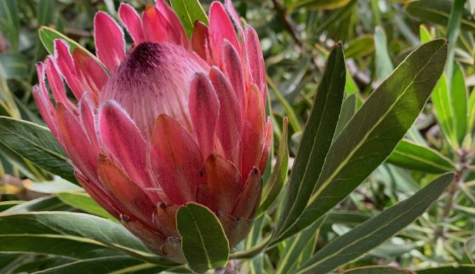 Protea IMG_7343