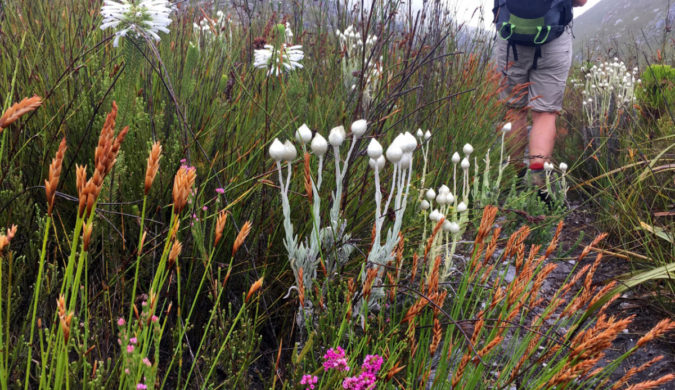 Oudebosch to Harold Porter Garden Trail, Kogelberg Nature Reserve